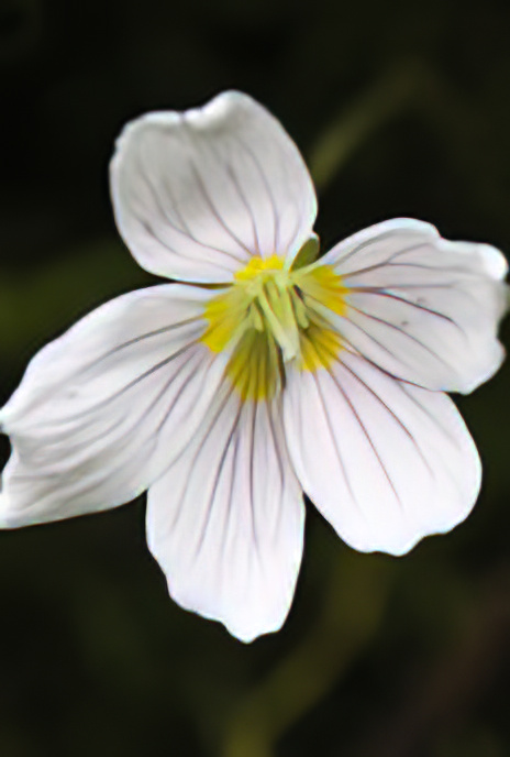 Wood Sorrel