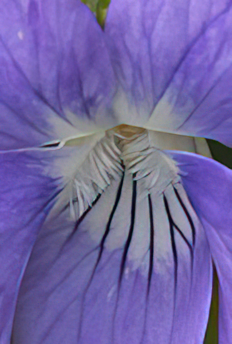 Common Dog Violet
