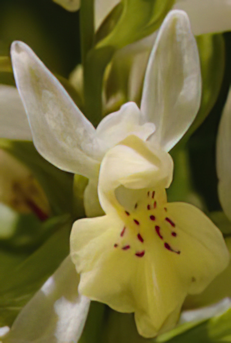 Elder-flowered Orchid