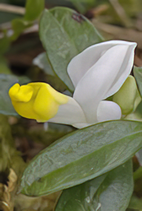 Box-leaved Milkwort