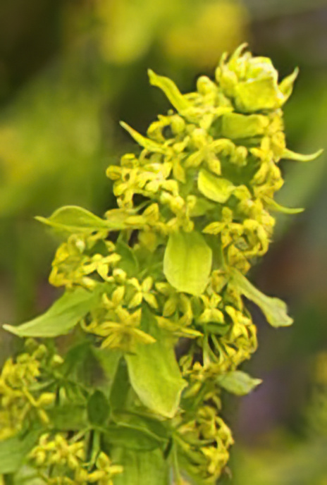 Crosswort