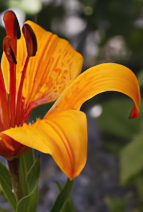 Tiger or Fire Lily
