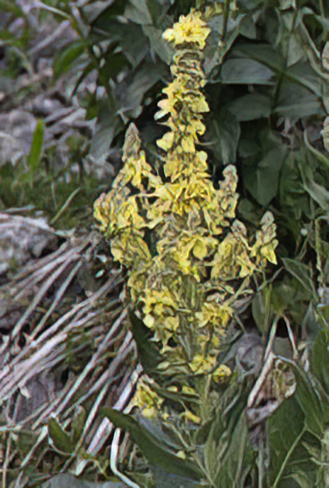 White Mullein