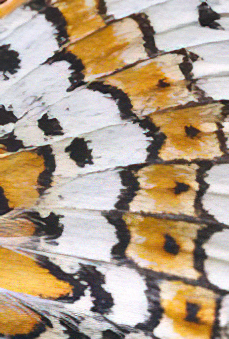 Lesser Spotted Fritillary