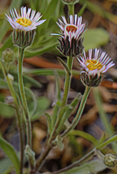 Alpine Fleabane
