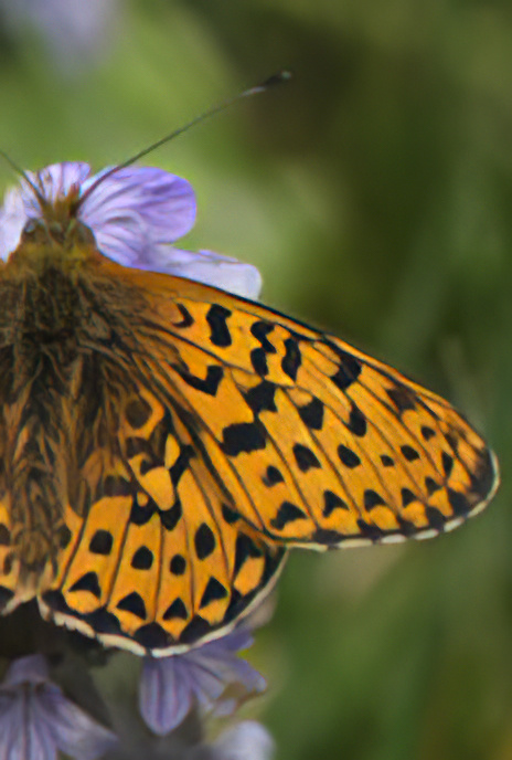 Pearl-bordered Fritillary