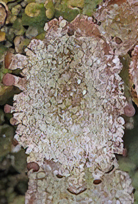 Pixie-cup Lichen