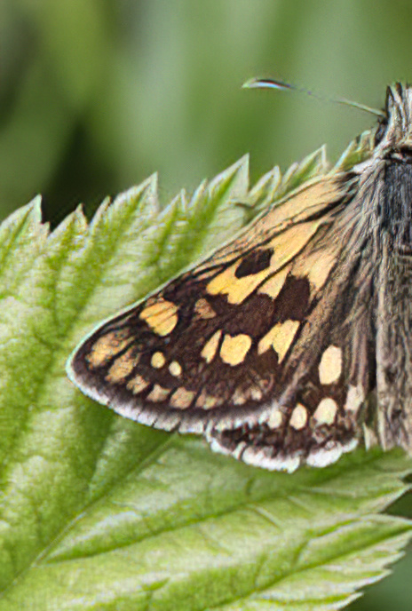 Chequered Skipper