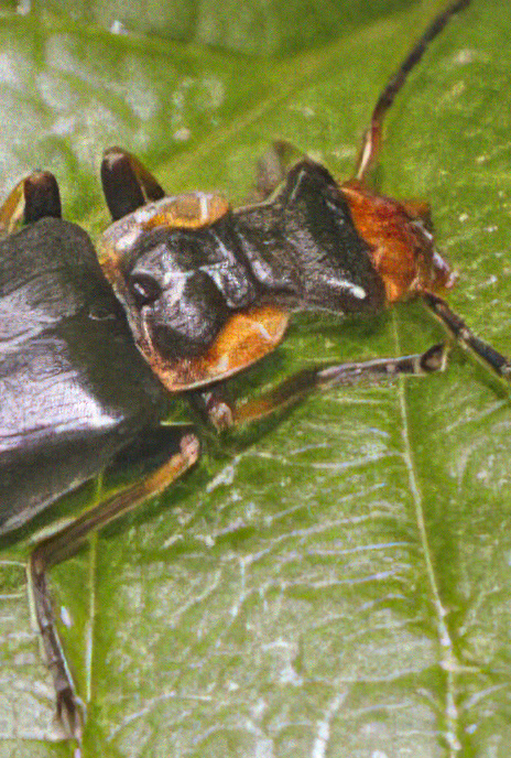 Soldier Beetle