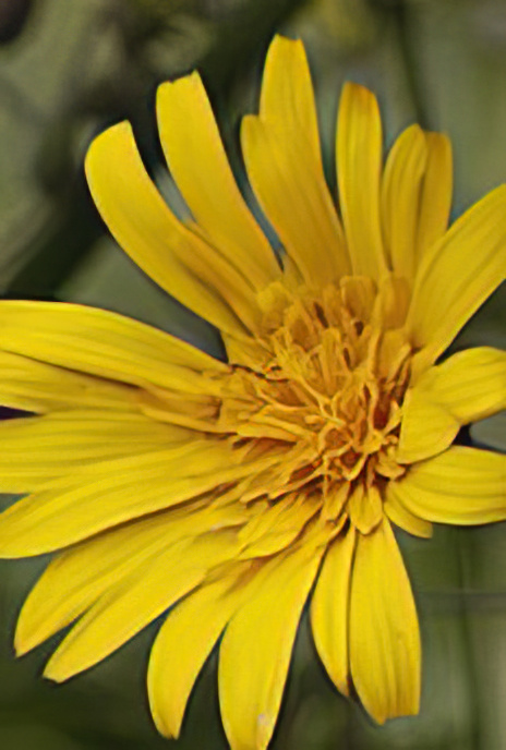 Oriental Salsify