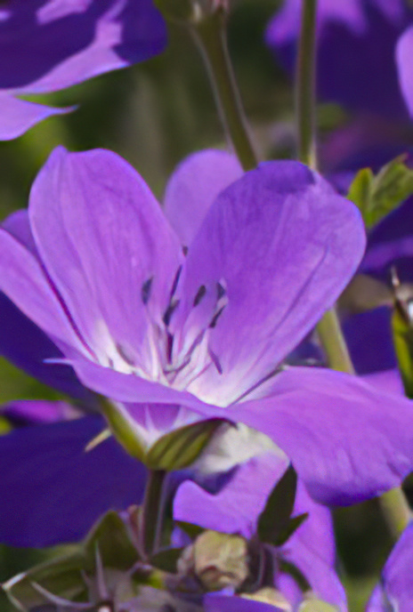 Wood Cranesbill