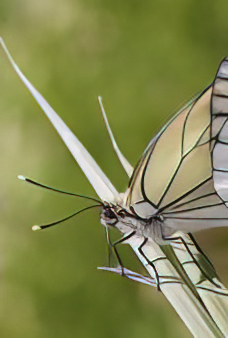 Blabk-veined White