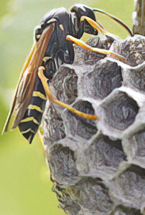 Paper Wasp