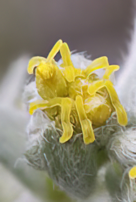 Glacier Wormwood