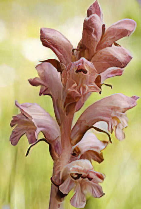 Bedstraw Broomrape