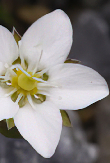 Fringed Sandwort