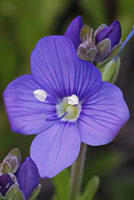 Rock Speedwell