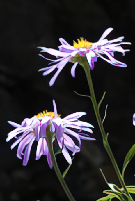 Alpine Aster