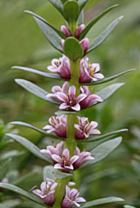 Sea Milkwort