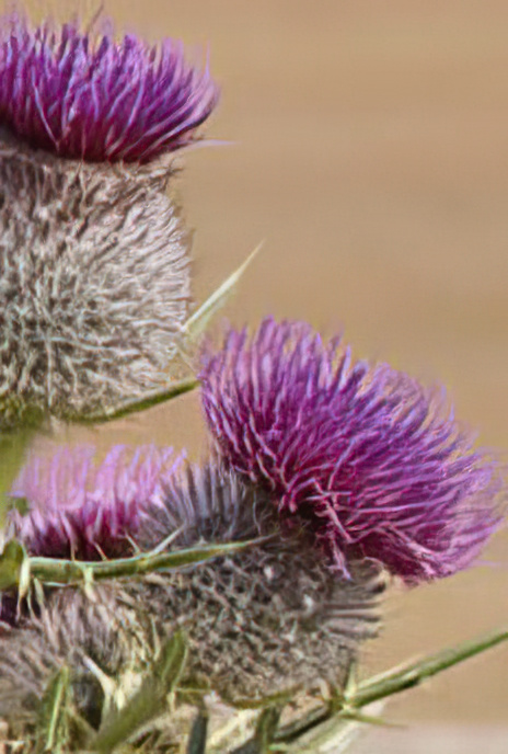 Woolly Thistle