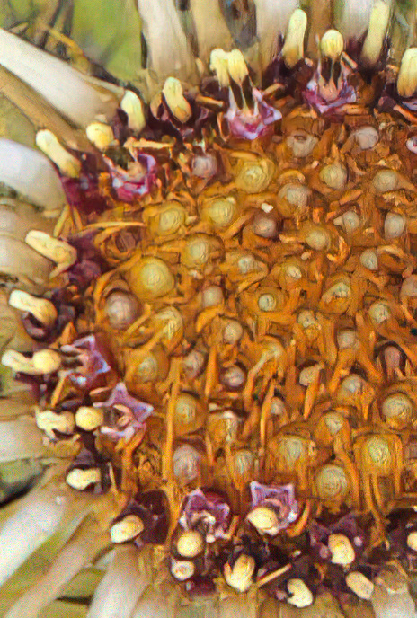 Carline Thistle