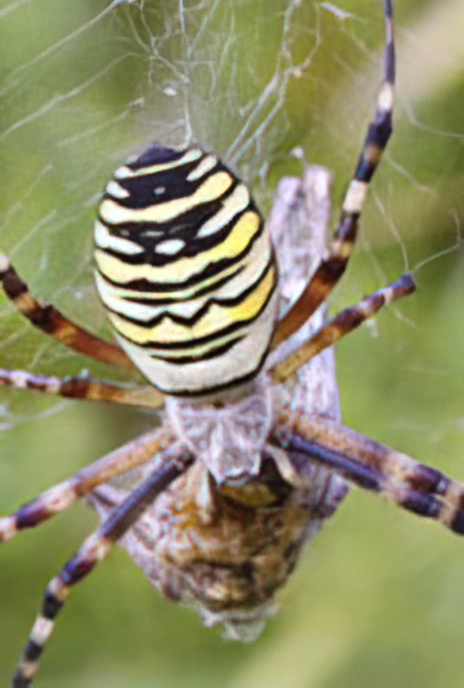 Wasp Spider