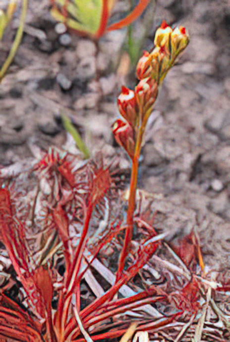 Oblong-leaved Sundew