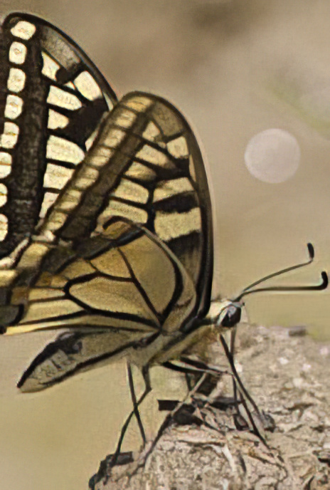 Swallowtail
