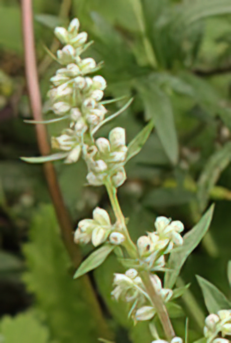 Mugwort