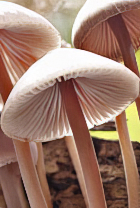 Clustered Bonnet