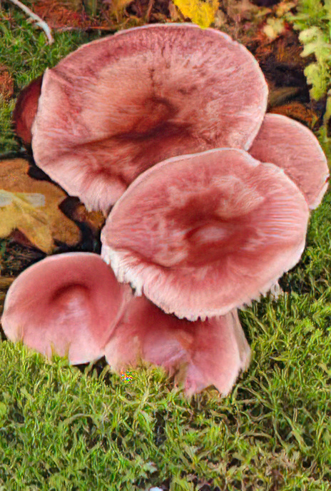 Rosy Bonnet