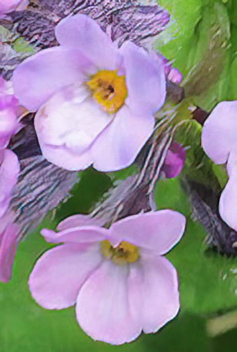 Alpine Forget-me-not