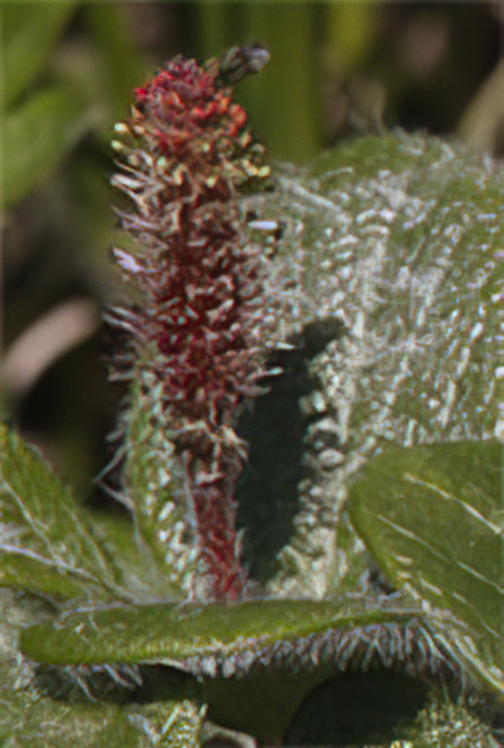 Net-leaved Willow