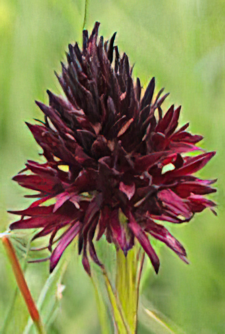 Vanilla Orchid