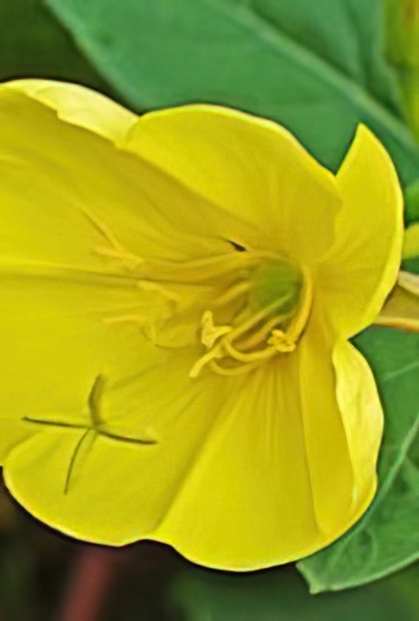 Evening Primrose