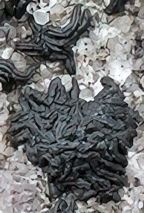 Opegrapha calcarea