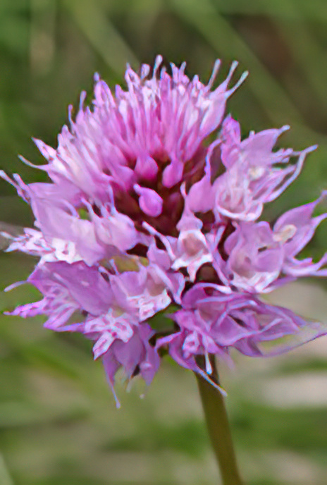 Round-headedOrchid