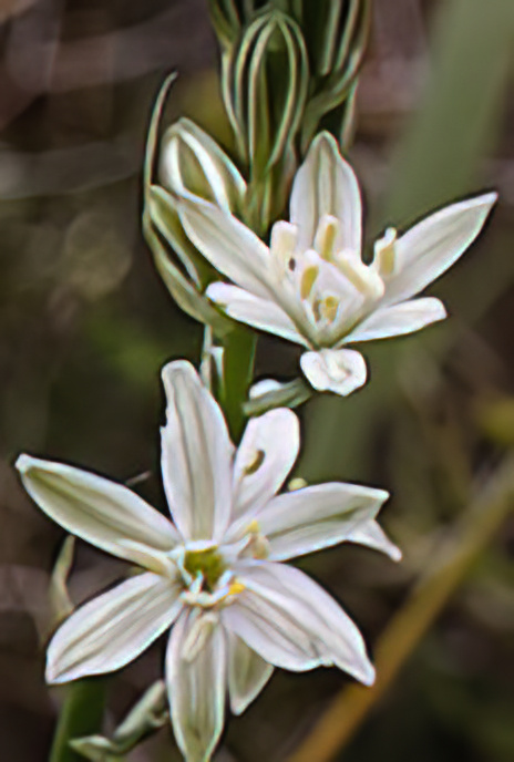 Southern, Pyramidal or Narbonne Star-of-Bethlehem