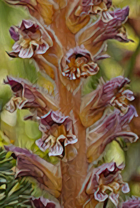 Hairy Broomrape
