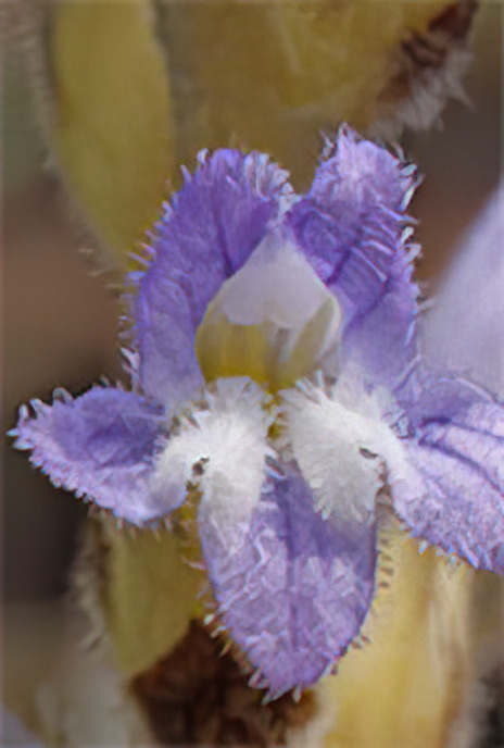 Hemp Broomrape