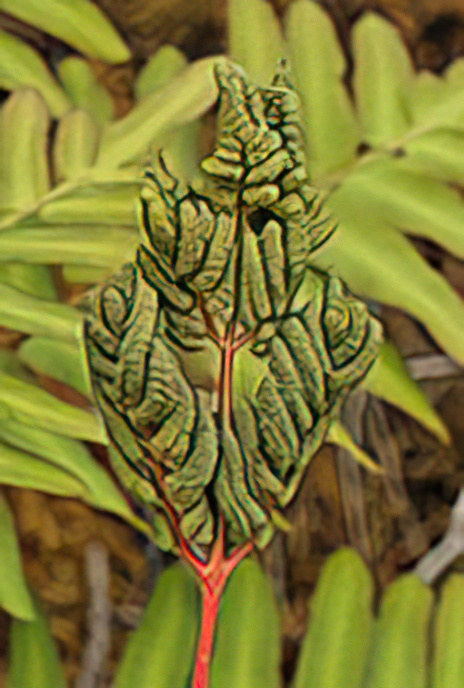 Royal Fern or Flowering Fern