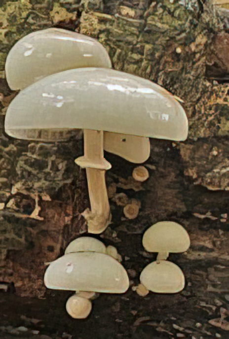 Porcelain Fungus