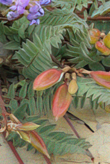 Mountain Beaked Milk Vetch