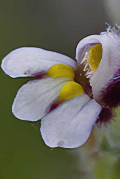 Broadleaf Gland Weed