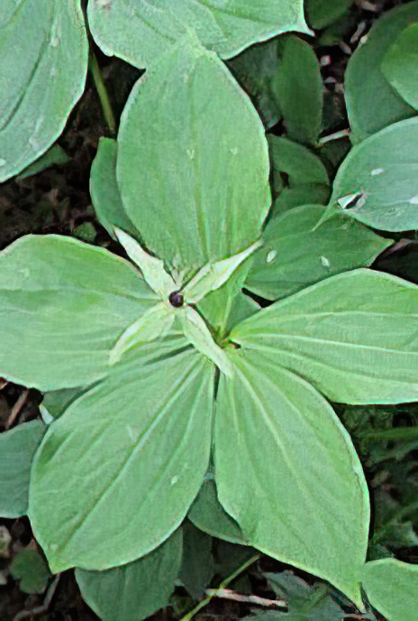 Herb Paris