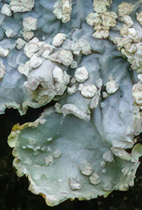 Parmelia sulcata