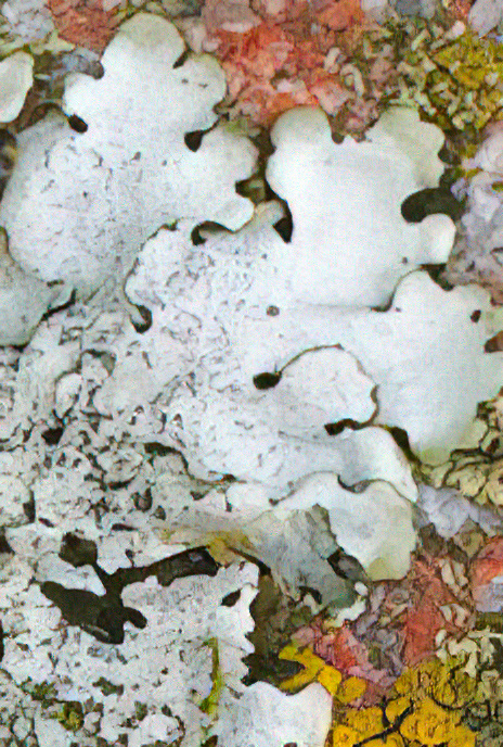 Parmeliella pastillifera