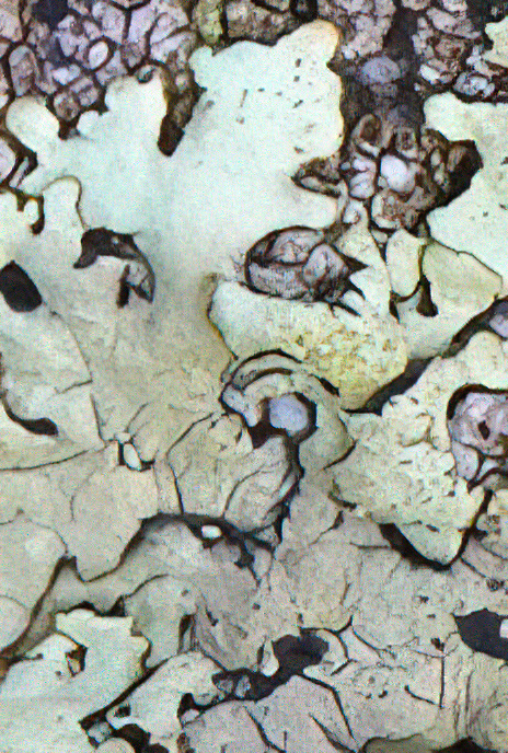 Parmelina tilacea