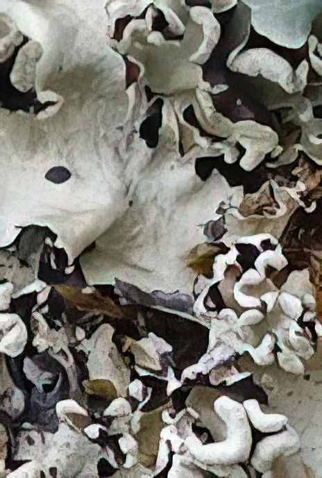 Parmotrema perlatum