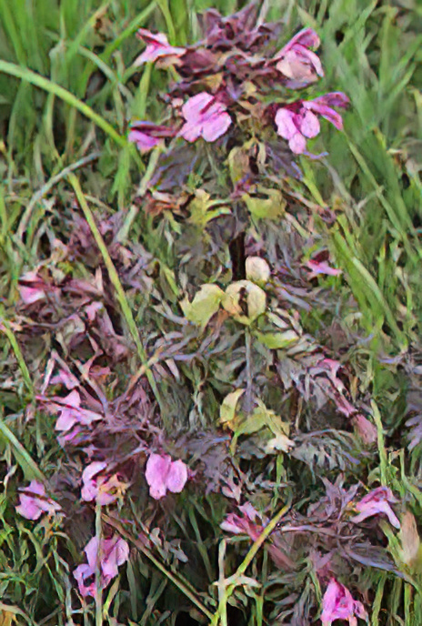 Beaked Lousewort